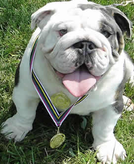 International Champion ACE English Bulldog