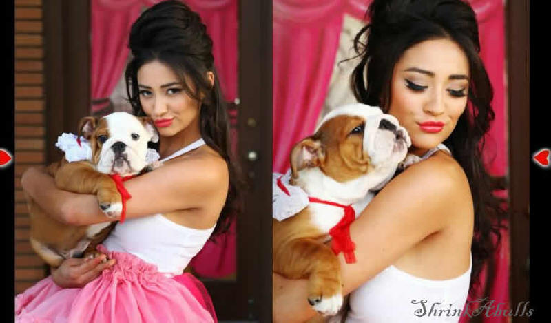 Shay Mitchell from ABC Pretty Little Liars photos, Pictures and videos of actress Shay Mitchell from Pretty Little Liars with Bulldog puppy Shrinkabulls Titan. Shay Mitchell images. Beautiful Shay Mitchell images