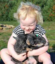 Our bulldog puppies are hand raised with our children.