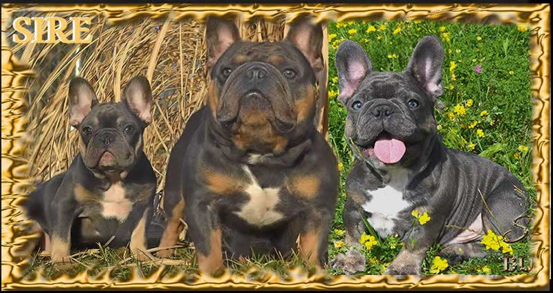 Available Blue Tri Male French Bulldog