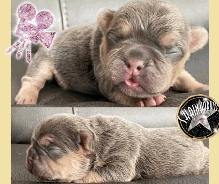 Shrinkabull's Pluto Blue and Rust French Bulldog Puppy For Sale