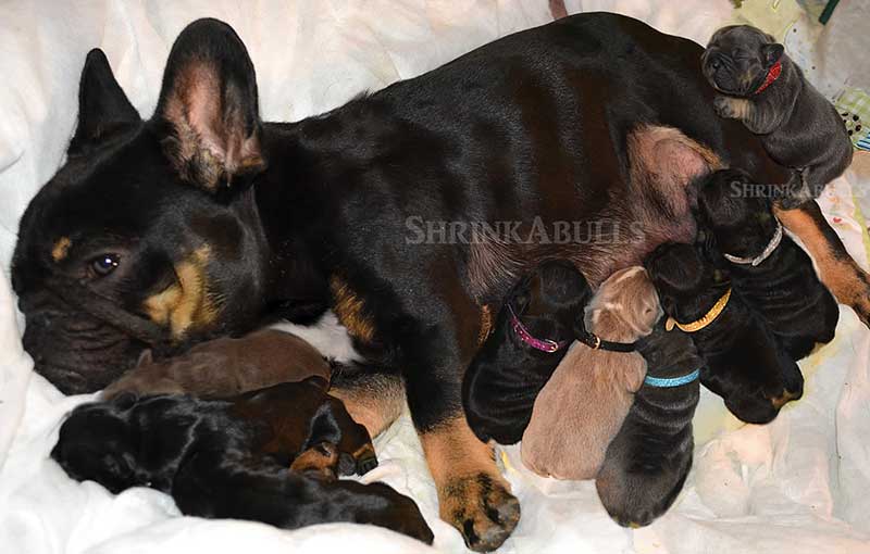 mercura black tan black tri french bulldog newborn puppy