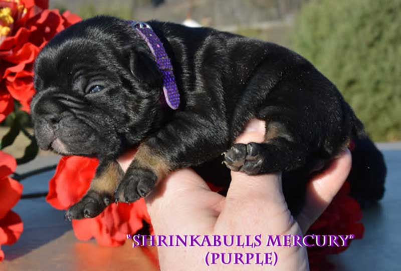 black tan black tri color french bulldog puppy at 2 weeks
