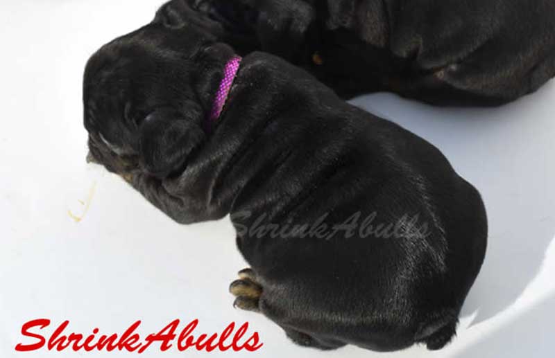 black tan black tri color french bulldog puppy at 4 weeks