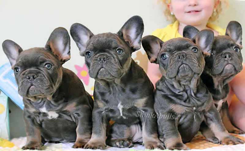 Blue Tri French bulldog puppies with girl