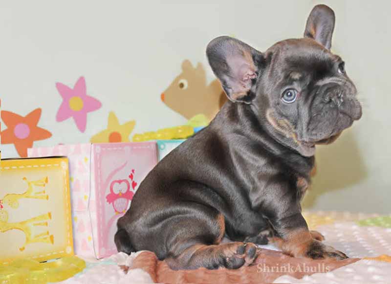 Blue Tri French Bulldog puppy