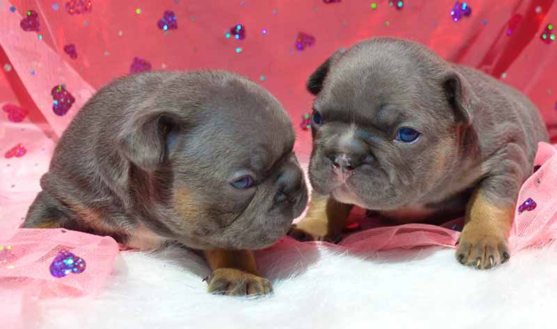 Cute Chocolate French Bulldog pups