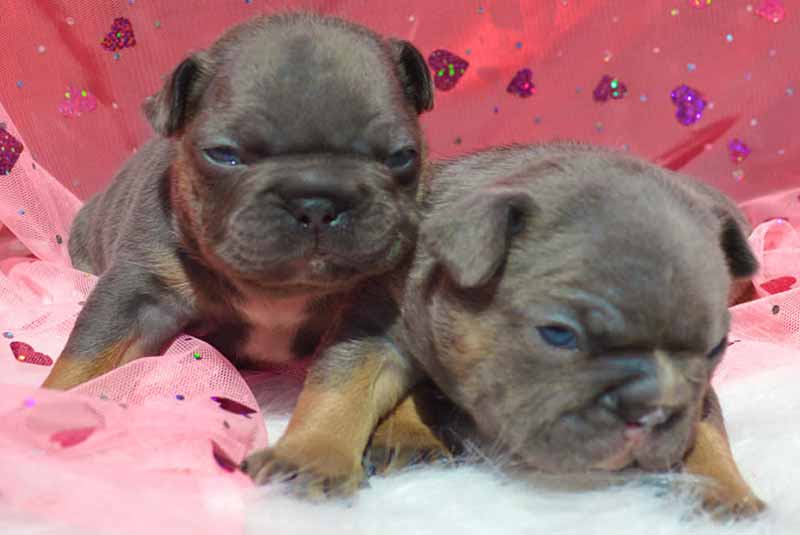 Brown newborn French bulldog puppies