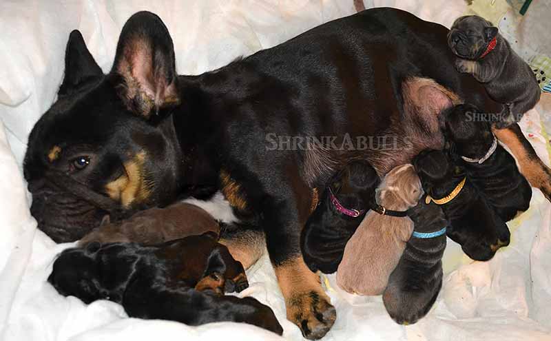 Black and tan French bulldog mom nursing newborn babies