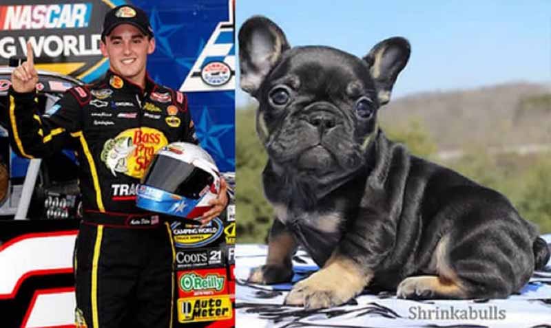 NASCAR's Auston Dillon with a Shrinkabull's French Bulldog