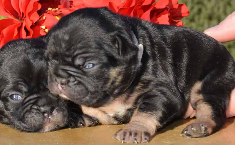 Black newborn French bulldog puppy