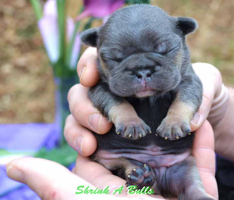 Newborn French bulldog puppy held in hand