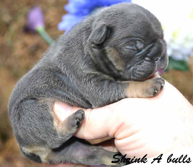 Black and tan French Bulldog newborn