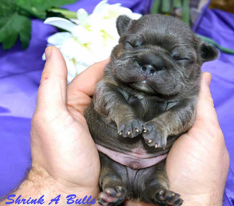 Cute wrinkly black French Bulldog puppy