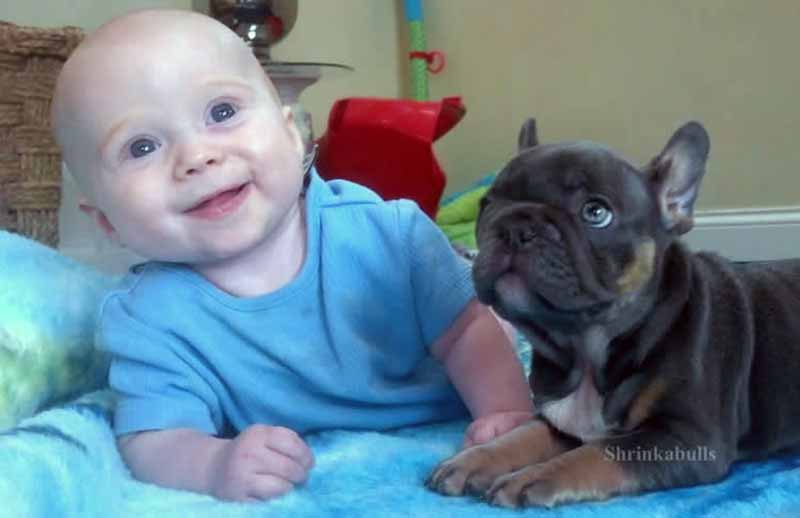 Happy baby with French Bulldog puppy