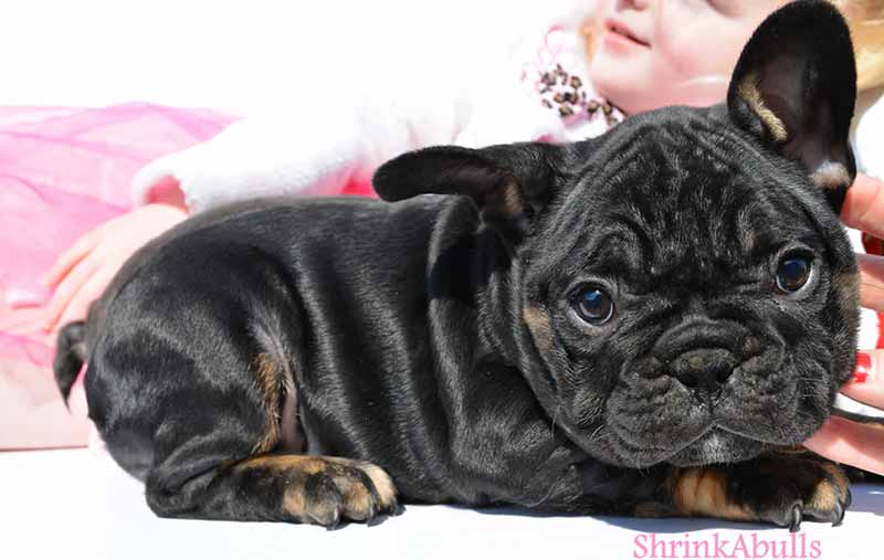 Black and tan French Bulldog wrinkly and cute
