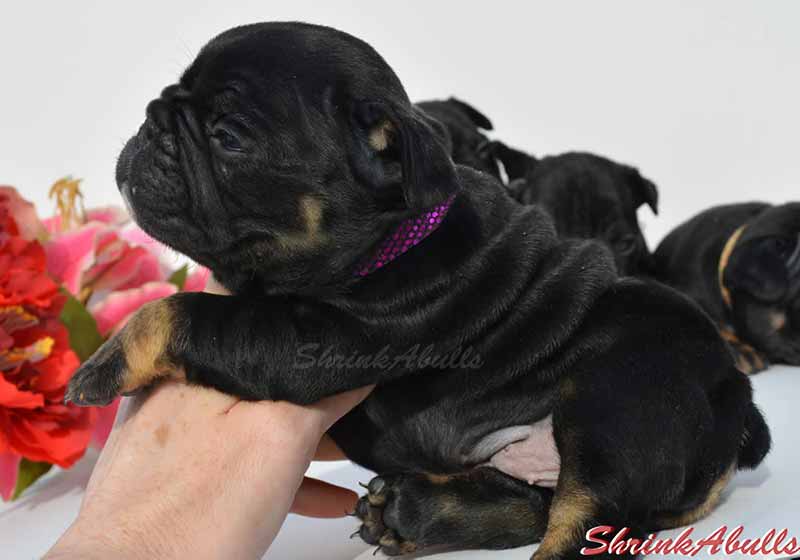 Black tan French Bulldog puppy