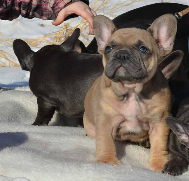 Black and chocolate French bulldog puppies in snow