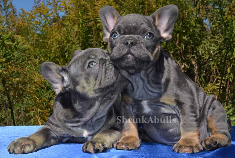 Blue French Bulldog puppy brothers