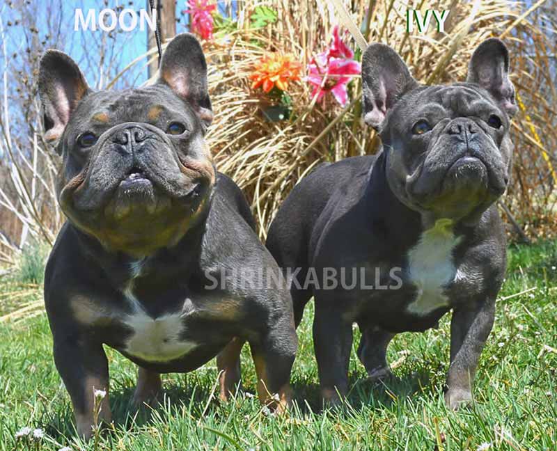 Shrinkabull's Blue Moon and Ivy French Bulldogs