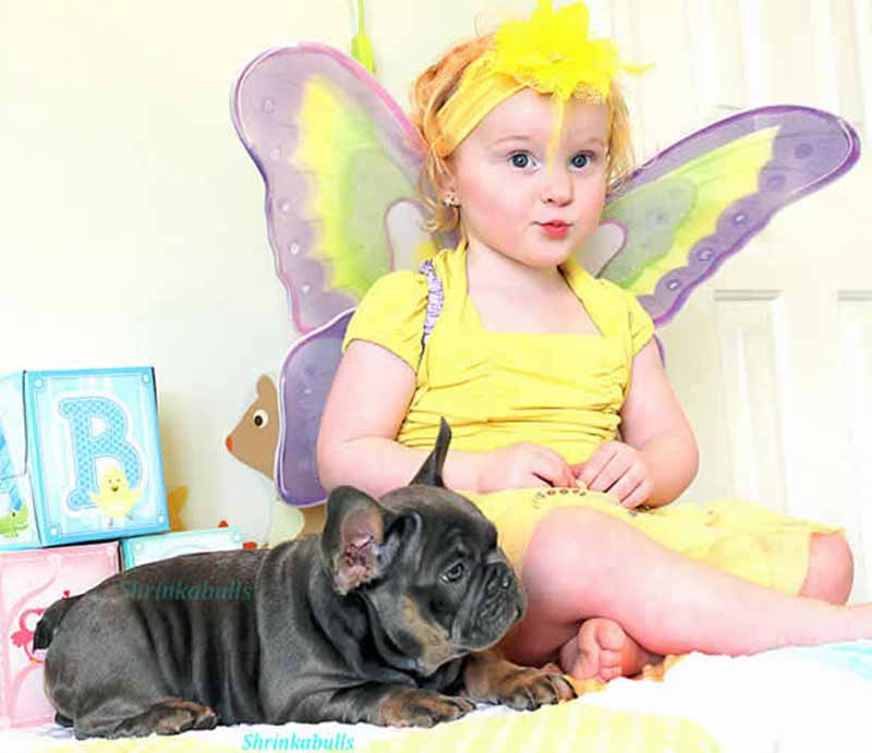 Fairy girl with French Bulldog Black and tan Tri