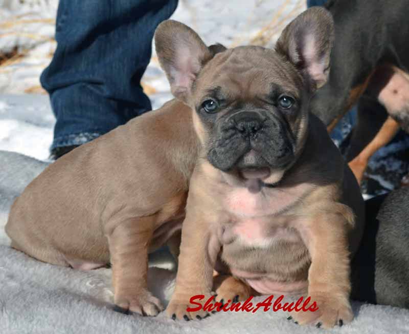 Chocolate Tri French Bulldog pups