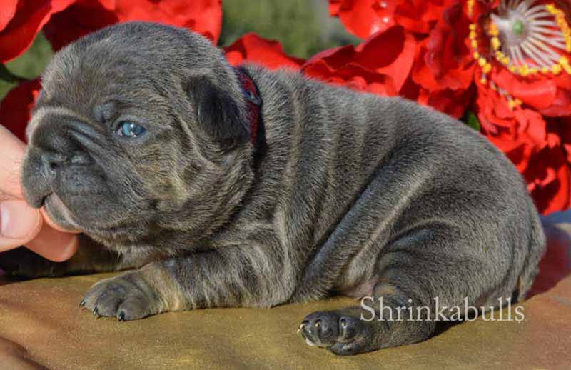 Black newborn French Bulldog pup