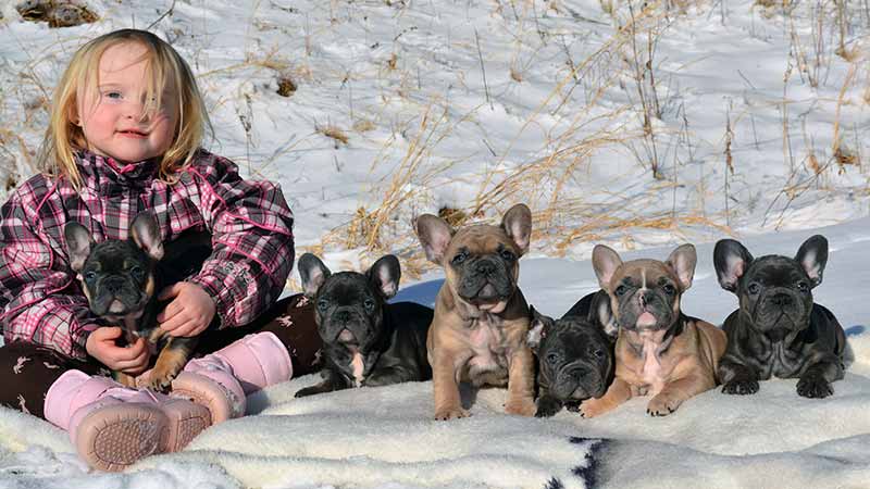 Girl with French Bulldog puppies in the snow
