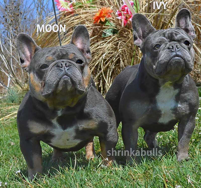 Shrinkabulls Blue Moon and Ivy French Bulldogs