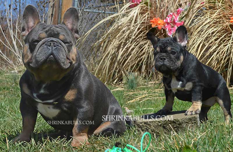 Blue Moon sitting by black and tan French Bulldog puppy
