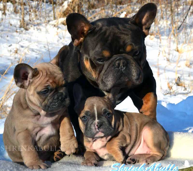 Blue Moon French Bulldog with chocolate French puppies