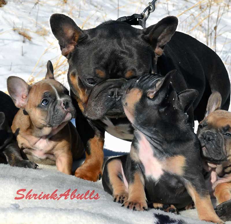 Blue Moon French Bulldog with puppies in the snow