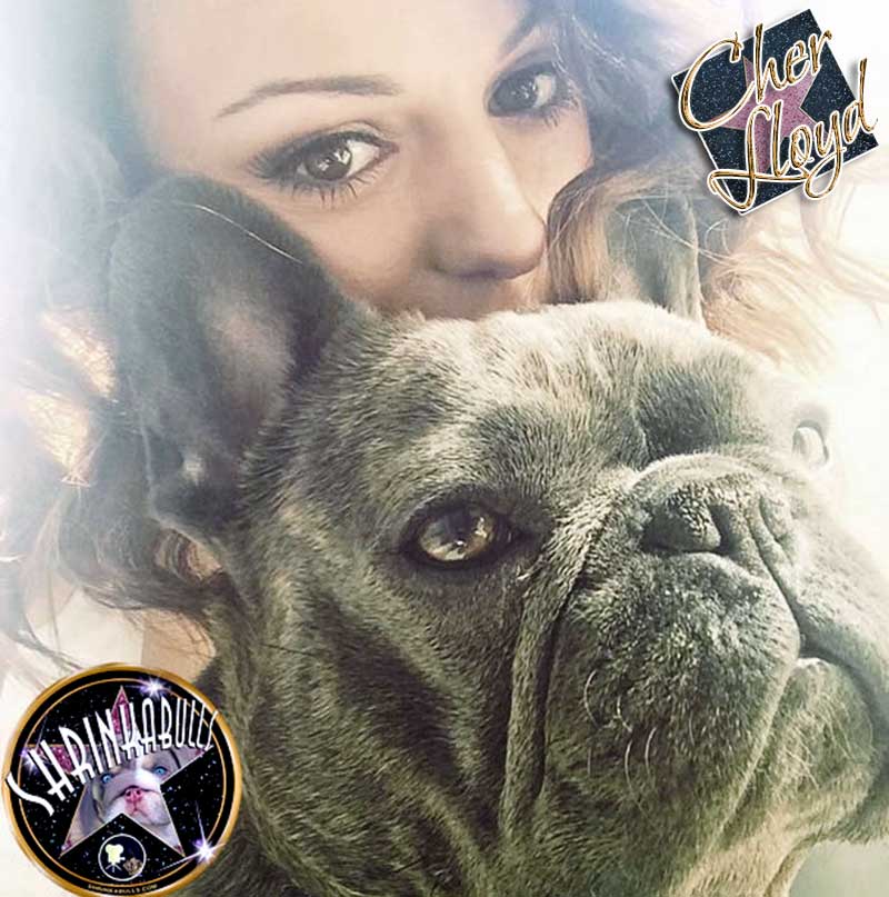 CHER LLOYD with her Shrinkabull's French and English Bulldogs Sharon and Buddy