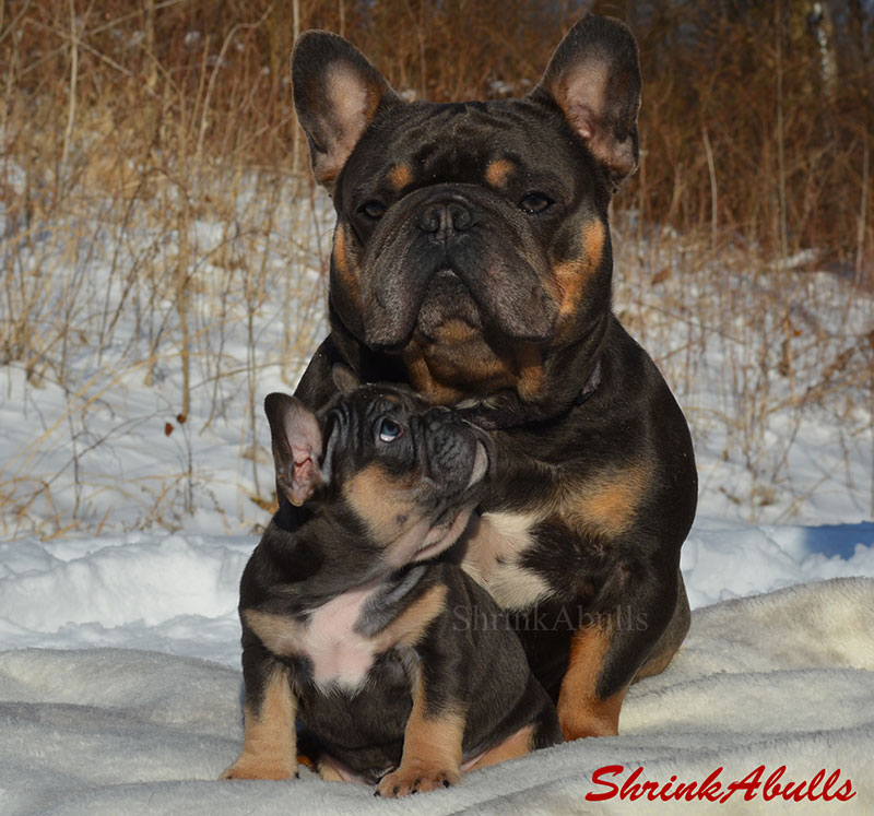 Photo of French bulldog with son