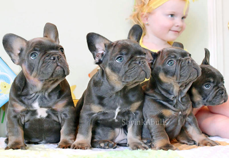 French bulldog puppies with little girl