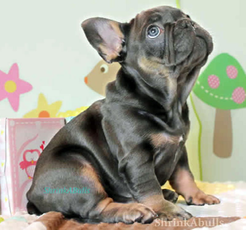 French bulldog puppy looking cute