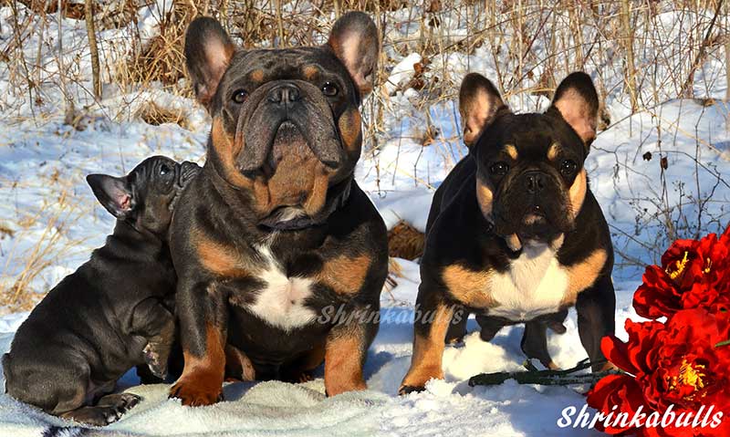 French bulldogs together in the snow photo