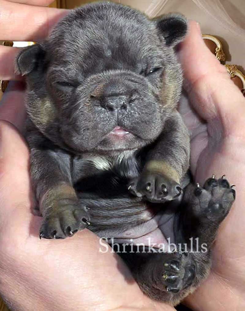 Newborn French bulldog held in hands