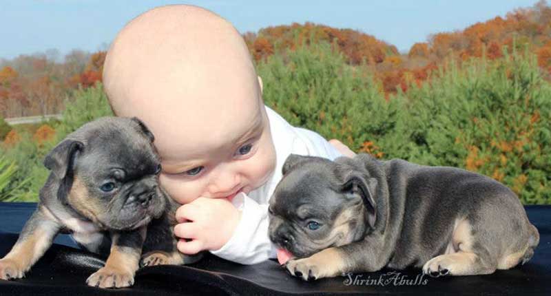 Baby looking at French bulldog puppies
