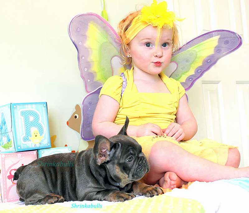 Little girl in fairy costume with French bulldog