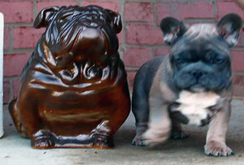 French bulldog next to bulldog statue