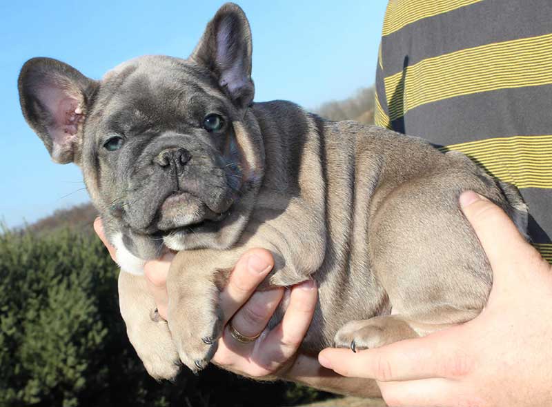 Wrinkly chocolate French bulldog being held