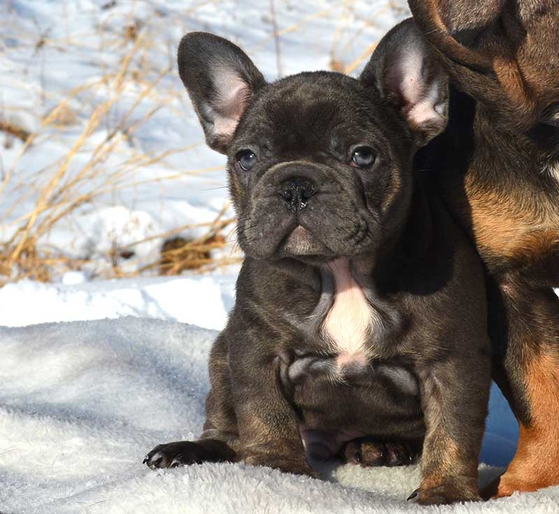 French bulldog puppy sitting next to sire in the snow
