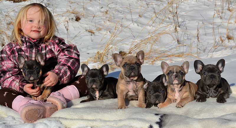 Girl with line of French bulldog puppies in the snow