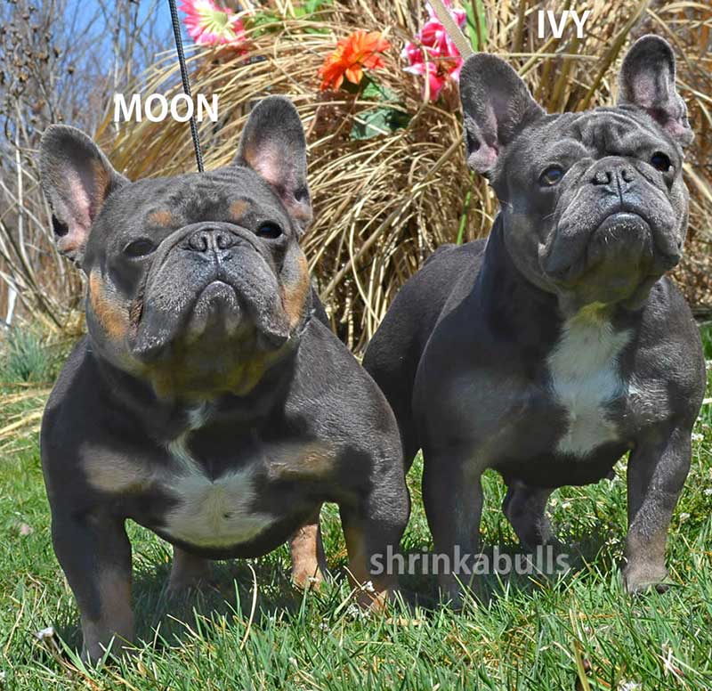French bulldogs Ivy and Blue Moon