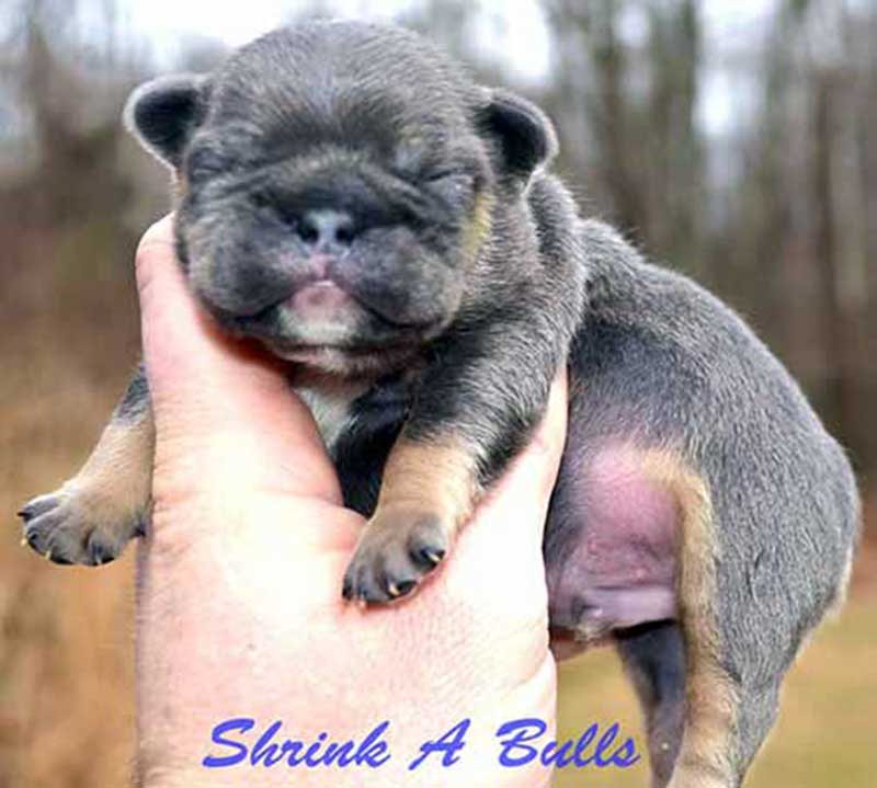 Newborn French bulldog baby puppy