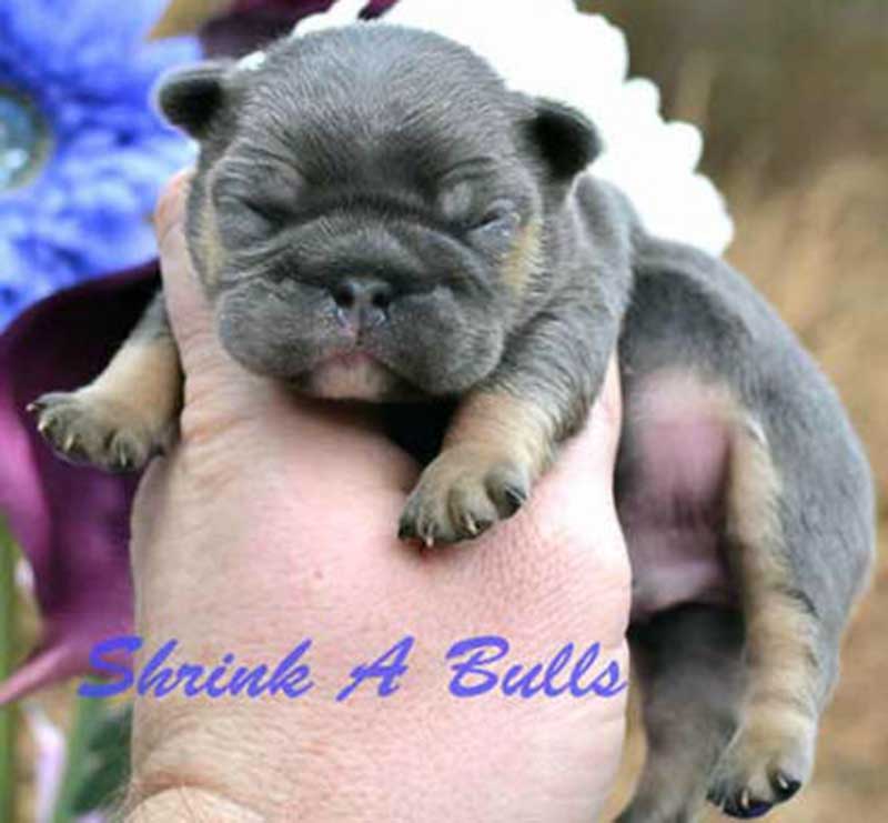 New born baby Frenchie bulldog puppy