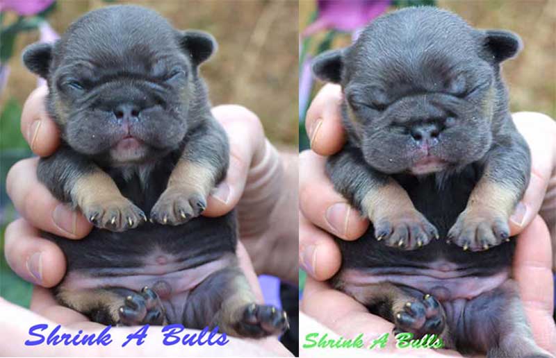Newborn tiny baby French bulldog puppy