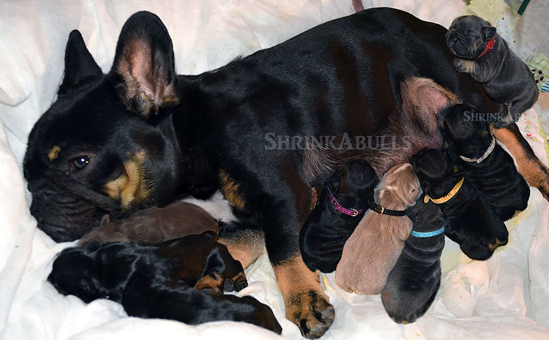 French bulldog mommy with babies
