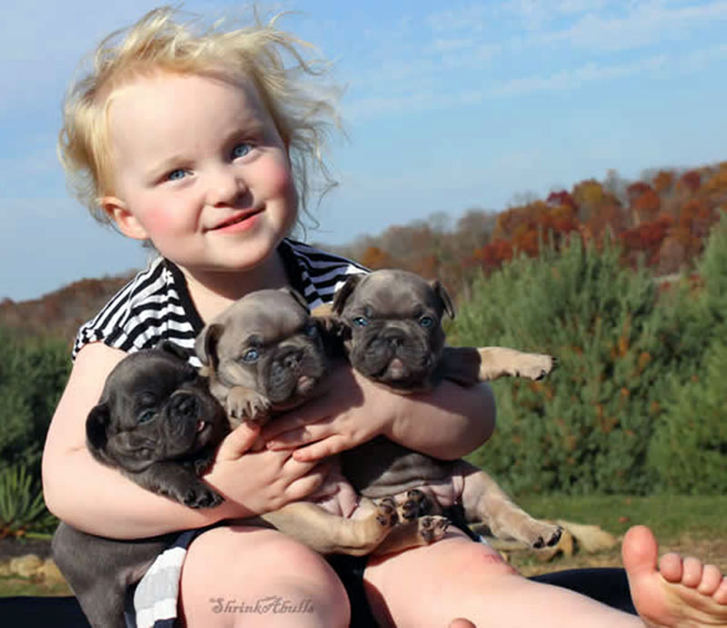 Girl with 3 cute French bulldog puppies